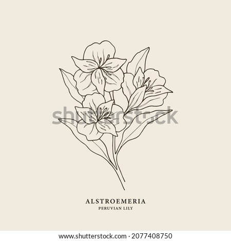 Hand drawn alstroemeria illustration. South American flower Royalty-Free Stock Photo #2077408750