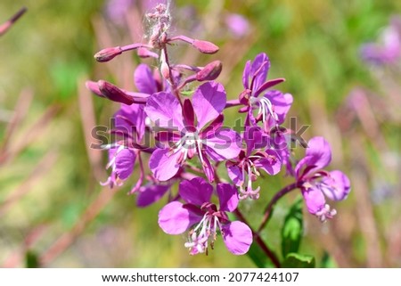 Pink flower of Willow-herb on a blurred background close up