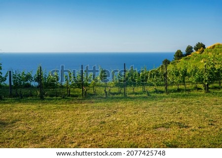 The coast of Adriatico sea between Gabicce Mare and Pesaro, Marche, Italy, at springtime. Vineyards