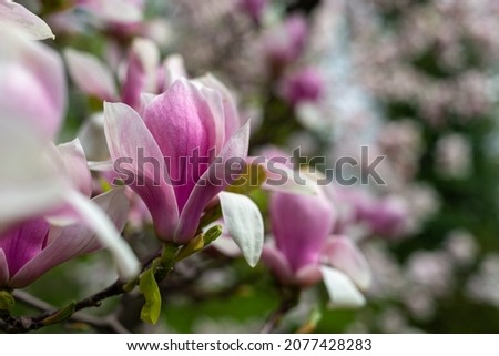 Blooming in spring Magnolia Soulangeana