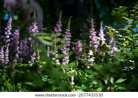 Pink purple spirea flowers in the forest in summer