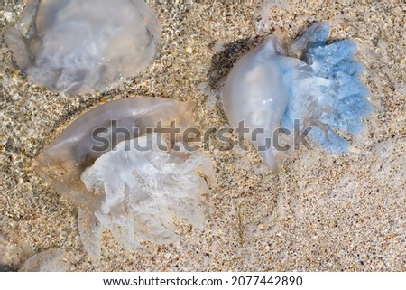 Blue and white huge cornerot jellyfish close-up. Jellyfish of the Black Sea. Selective focus on blue jellyfish.