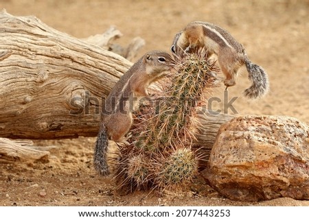 Two Harris Antelope Squirrels trying to get birdseed stuck in a cactus in Arizona