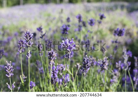 Lavender field in Harwich, Massachusetts on Cape Cod.