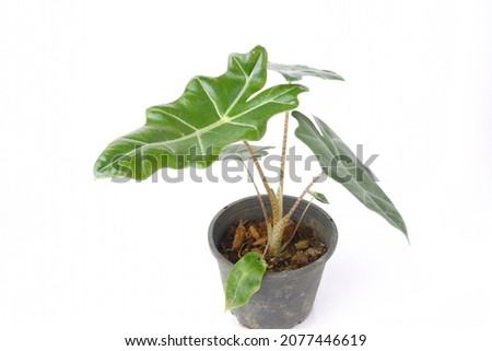 Alocasia polly plant in black pot isolated on white background. Alocasia sanderiana bull with large green leaves