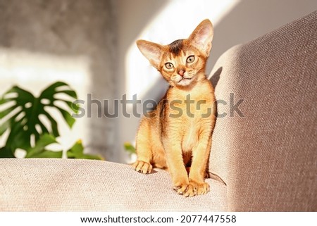 Two month old cinnamon abyssinian cat at home. Beautiful purebred short haired kitten on beige textile couch in living room. Close up, copy space, background. Royalty-Free Stock Photo #2077447558