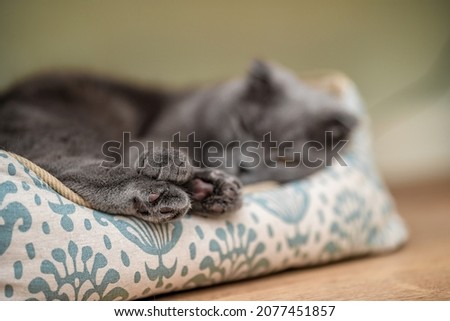 The grey cat Scottish fold is sleeping comfortably in his cot at home