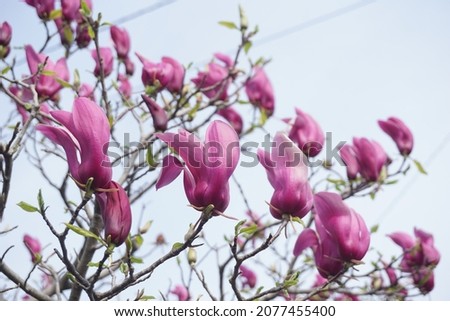 Magnolia blooming in spring in Japan