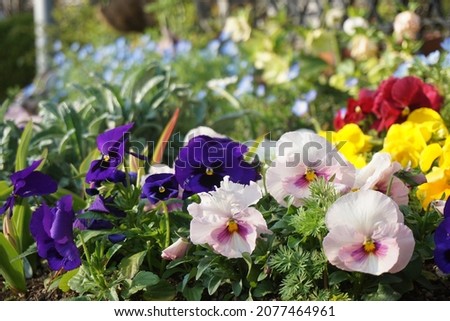 Pansy flowerbed blooming in spring in Japan