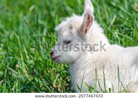 Portrait of a young kid in profile on a background of green grass