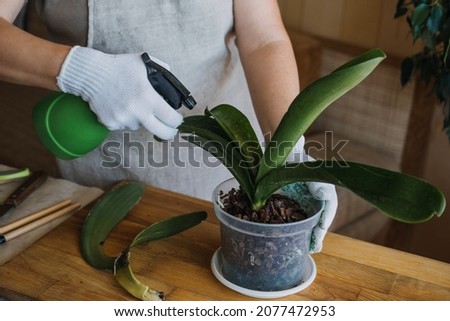 Orchid Care, How to Cut an Orchid Leaf. Removing a Damaged Orchid Phalaenopsis flower Leaves. Female hands cutting Damaged Leaves from potted Orchid houseplant. Royalty-Free Stock Photo #2077472953