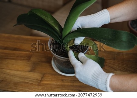 Orchid Care, How to Cut an Orchid Leaf. Removing a Damaged Orchid Phalaenopsis flower Leaves. Female hands cutting Damaged Leaves from potted Orchid houseplant. Royalty-Free Stock Photo #2077472959