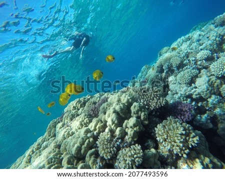 bright colors and natural forms of the coral reef and its inhabitants in the Red Sea hurghada
