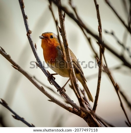 A robin sits on a branch