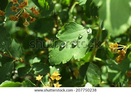 Green leaves with raindrops close up