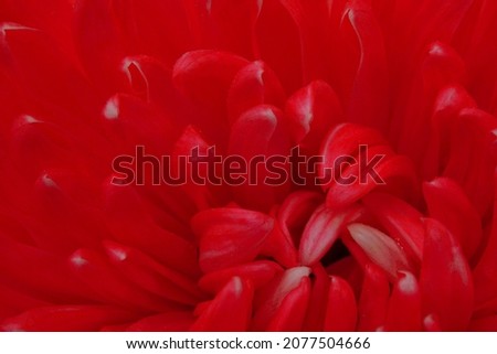 Chrysanthemum large flower  red, close-up