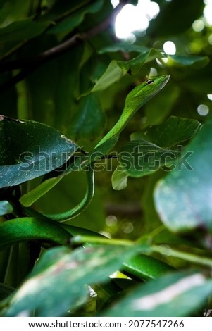 Green snake hide in the tree