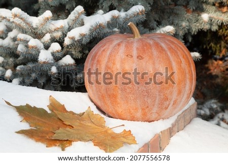 Autumn in the snow. A round ripe orange pumpkin lies on a white snow cover. Nearby lie dry yellow maple leaves. In the background a blue spruce

