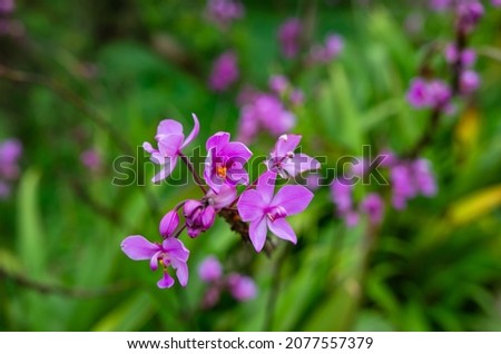 Flowers blooming in the forest, soft focus