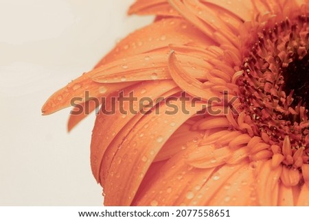 A landscape orientation macro shot of half of an orange gerbera on a light background with space for text