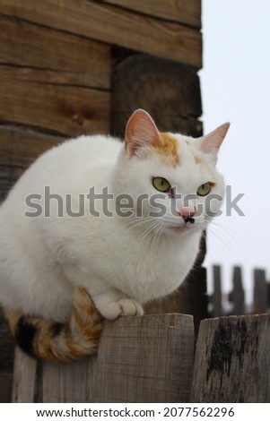 Fluffy Cat with Snowflakes in Fur Outdoors Walking on Wooden Plank in Snowing Winter Weather