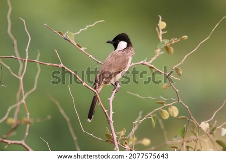 The white-eared bulbul or white-cheeked bulbul, is a member of the bulbul family. Royalty-Free Stock Photo #2077575643