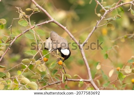 The white-eared bulbul or white-cheeked bulbul, is a member of the bulbul family. Royalty-Free Stock Photo #2077583692