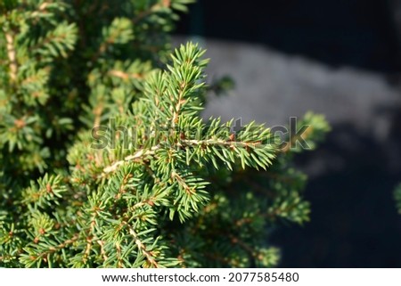 Little Gem Norway spruce - Latin name - Picea abies Little Gem Royalty-Free Stock Photo #2077585480