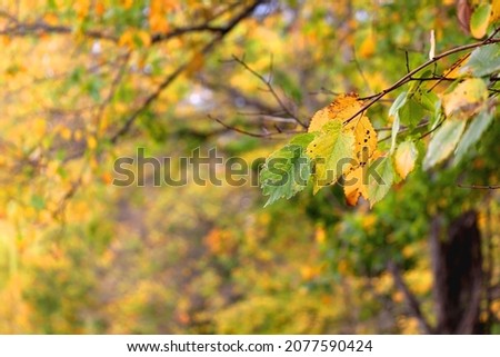 Colorful autumn leaves on a tree. Selective focus.