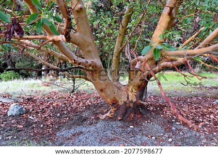 arbutus tree crotch bare branches tree bark temperate climate vancouver island Royalty-Free Stock Photo #2077598677