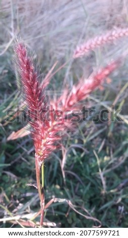 This is Meadow Grasses with closer shoot