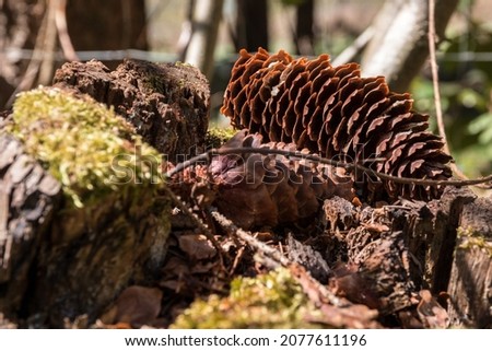Big brown fir cones on the mossy ground of the forest Royalty-Free Stock Photo #2077611196