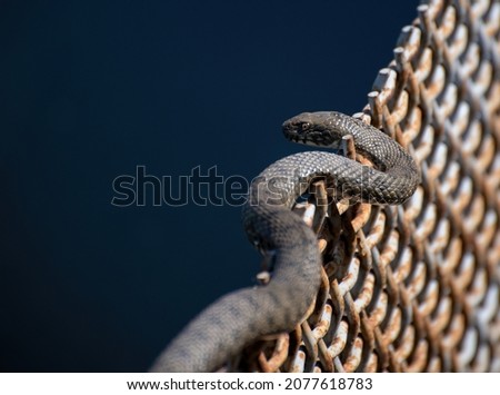 A snake on the fence near the lake