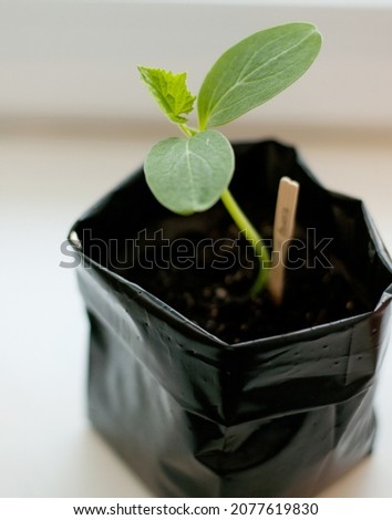 cucumber seedlings in the ground in a plastic bag Royalty-Free Stock Photo #2077619830
