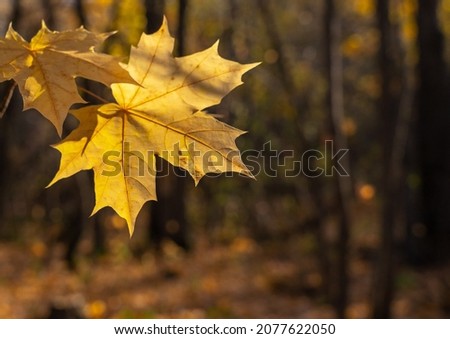 Bright orange maple leaves in a yellow forest. The background is blurred. There is free space for inserts.