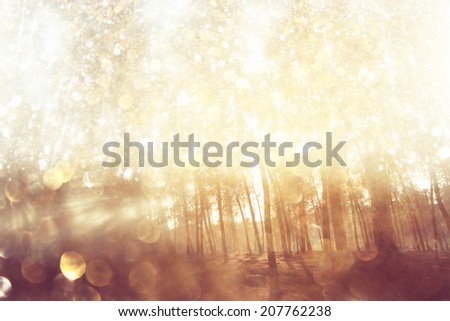 abstract photo of light burst among trees and glitter bokeh. filtered image and textured