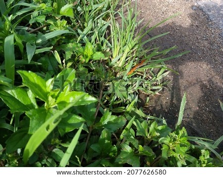 Beauttiful Acraea Terpsicore Butterfly on the Green Grass