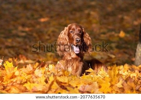 Autumn portrait magnificent of an Irish Setter dog close-up, lying in beautiful yellow, orange leaves Royalty-Free Stock Photo #2077635670