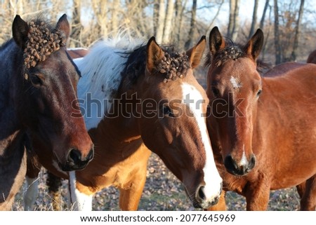 Portrait of a wild horse head close-up with thorns in a tangled mane in a herd grazing freely in the wilderness
