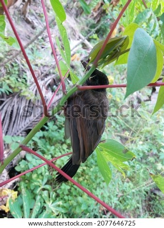 Red vented bulbul chick on the branch