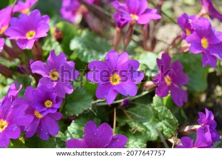 Primrose flowers stand out brightly on gray ground.