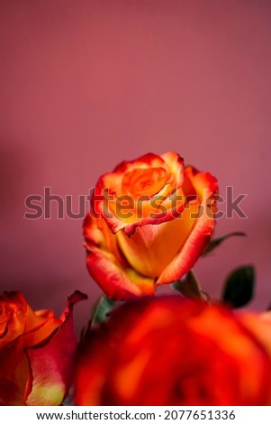 Close up of a blooming rose.