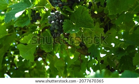 Beautiful grape pictures, green grapes and red grapes