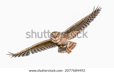 Adult wild Burrowing owl - Athene cunicularia - flying with mouth wide open, wings apart, yellow eyes looking at camera, isolated cutout on white background Royalty-Free Stock Photo #2077684492