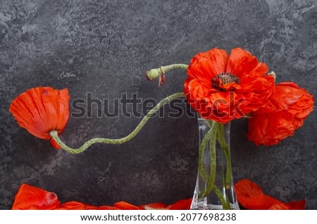 Red poppie papaver in a vase on a dark gray rock background . Border floral design with a copyspace. Peony shape poppy.