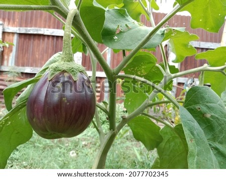 Eggplant or Solanum melongena is a fruit-producing plant that is used as vegetables. Its origin is India and Sri Lanka. Landscape picture.