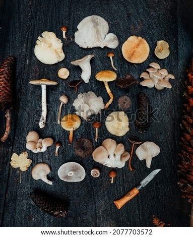 foraged mushroom collection in the woods Royalty-Free Stock Photo #2077703572
