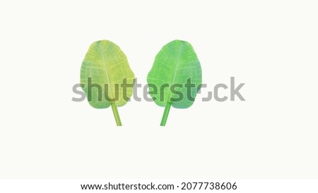 Limnocharis flava leaves isolated on white background for other design illustrations with clipping path.