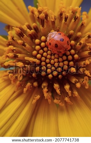 Close up picture of an orange ladybug perched on a flower pistil