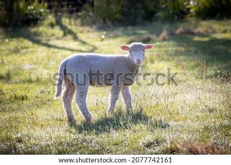 Photograph of white woolly sheep grazing on lush green grass in a large agricultural field in The Blue Mountains in Australia
